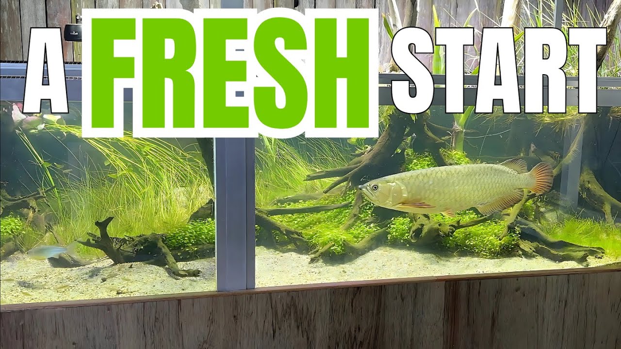 Aussie Arowana Jumps for it's NEW Fully Planted Aquarium!