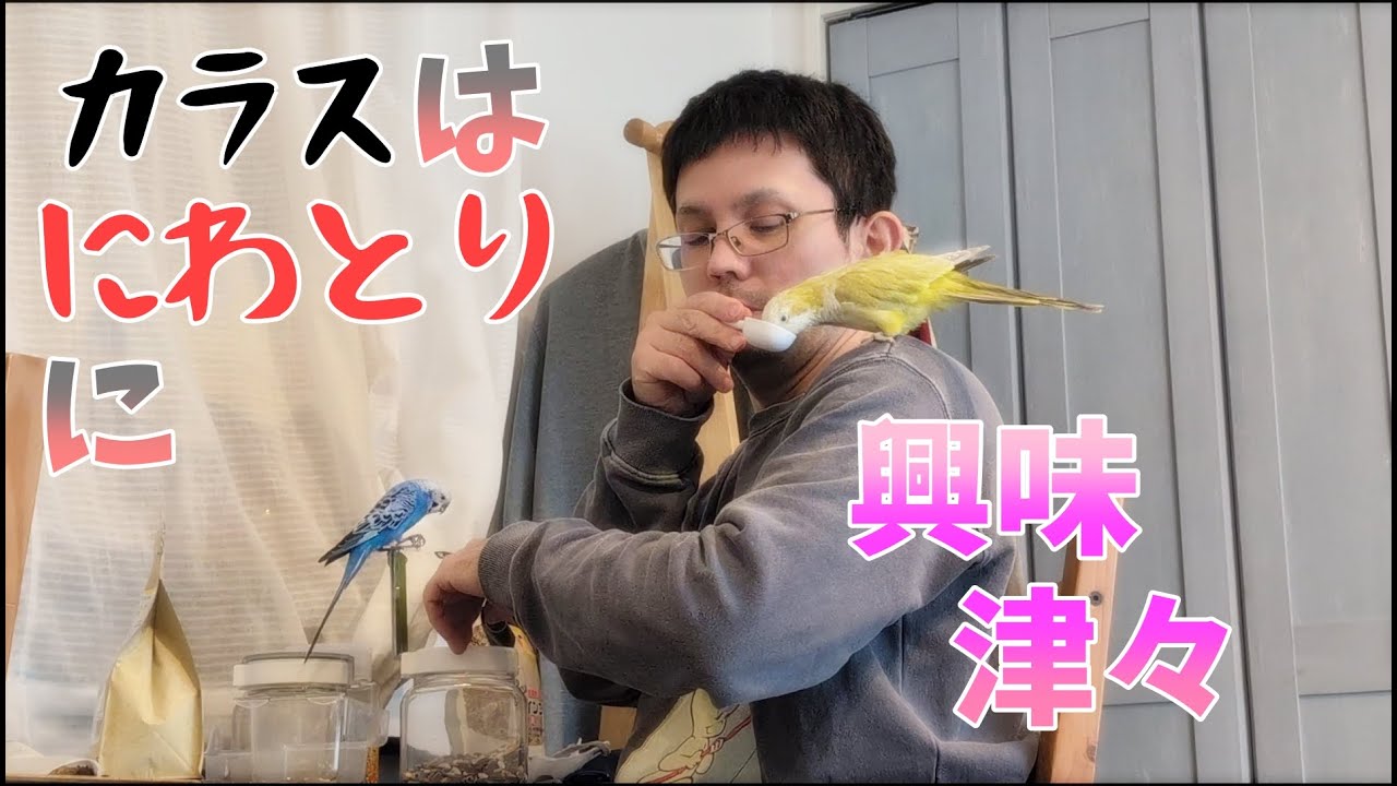 庭に遊びに来たカラス、にわとりに興味津々