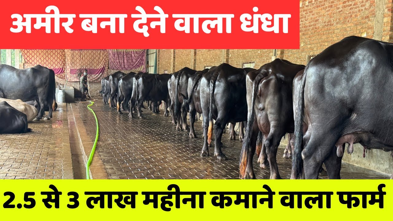 आइये जानते हैं किस तरह करते हैं 60 भैंसों का पालन (Management) हर महीने कमाते हैं 3 लाख रुपये