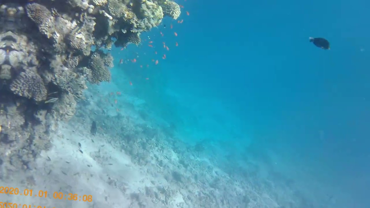 The Best Snorkeling in Sharm El Sheikh 2026 🇪🇬 | Red Sea Crystal Clear Water