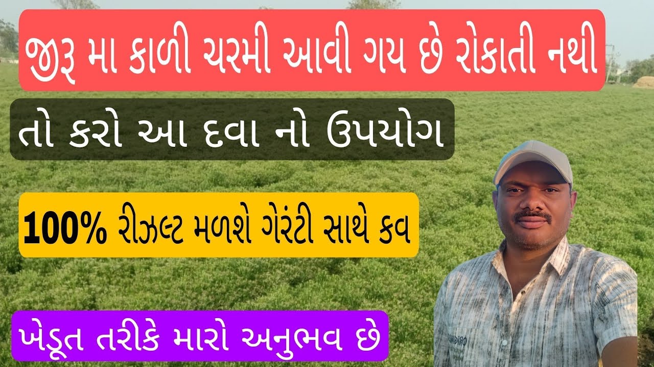 જીરા મા કાળી ચરમી નો રોકાતી હોય તો આ દવા નો ઉપયોગ કરો 100% રોકાય જશે 