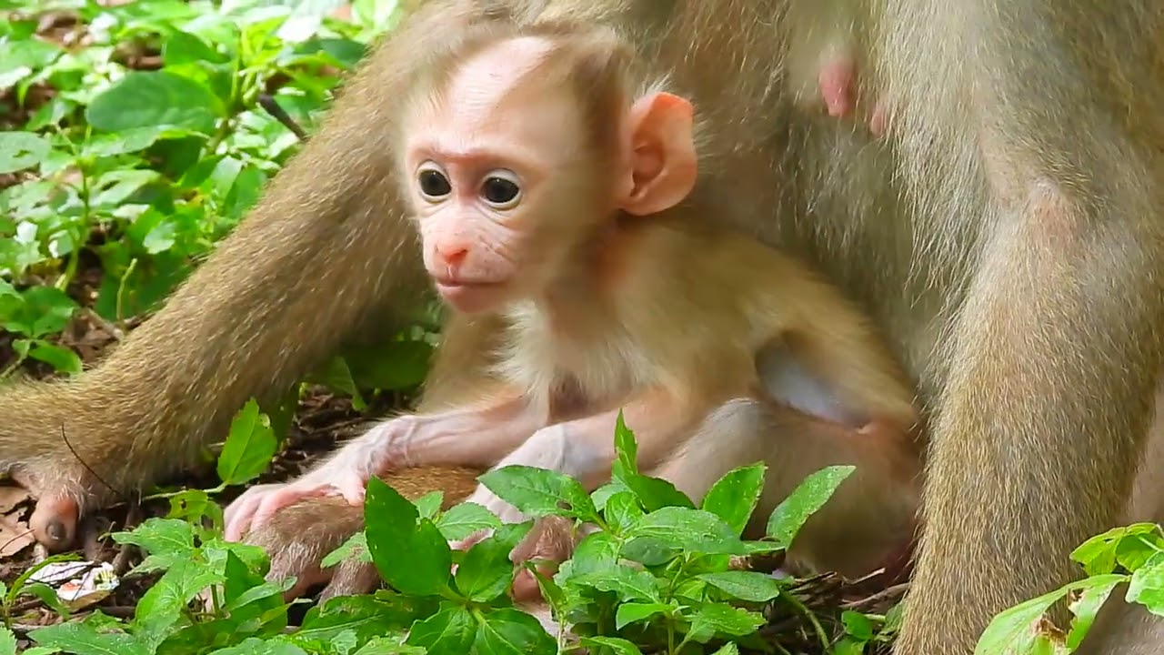 Primate Ape monkey.../Cute life baby monkey.../Newly Monkey