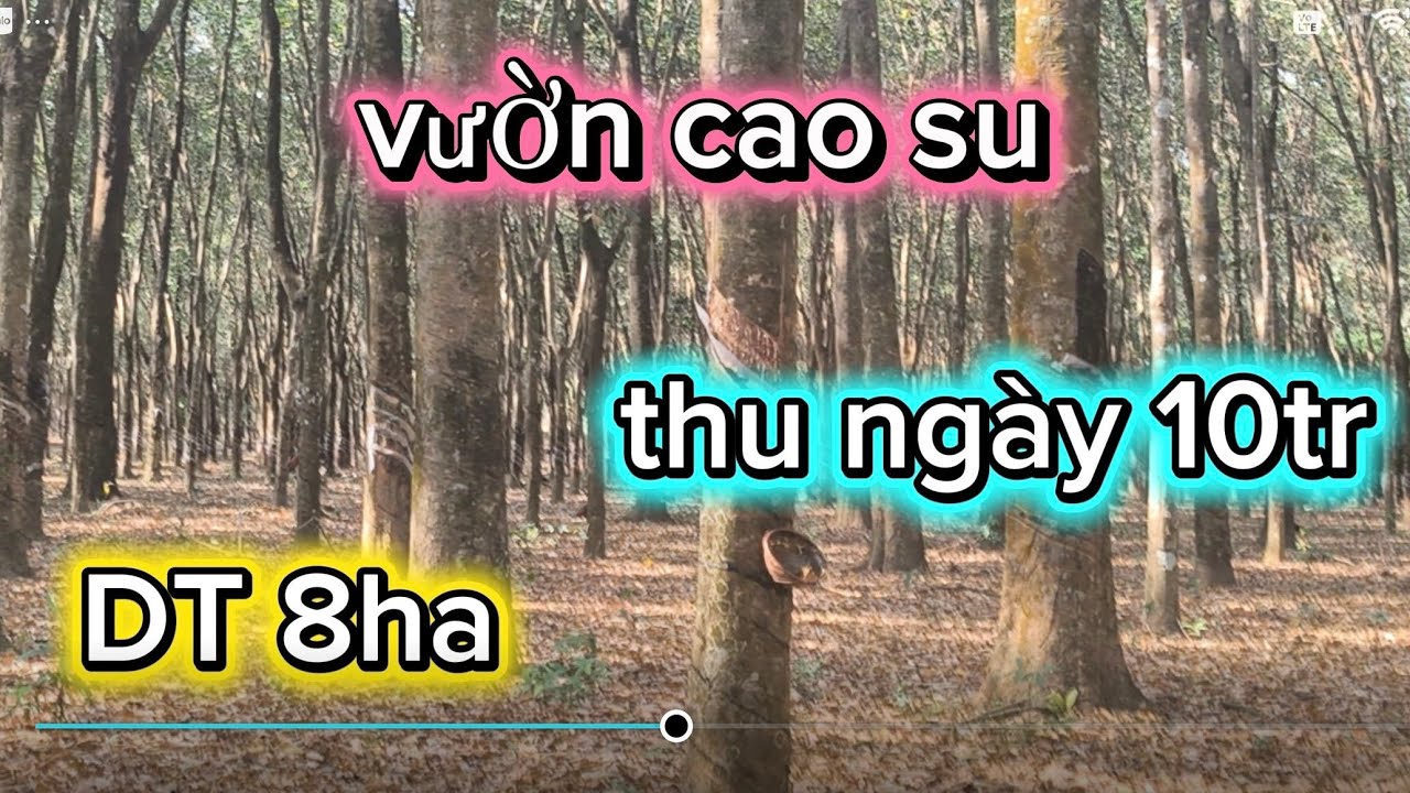 Đã Bán)Muốn đi qua Mỹ ở với con nên bán vườn cao su siêu đẹp giá siêu rẻ trung tâm mọi tiện ích