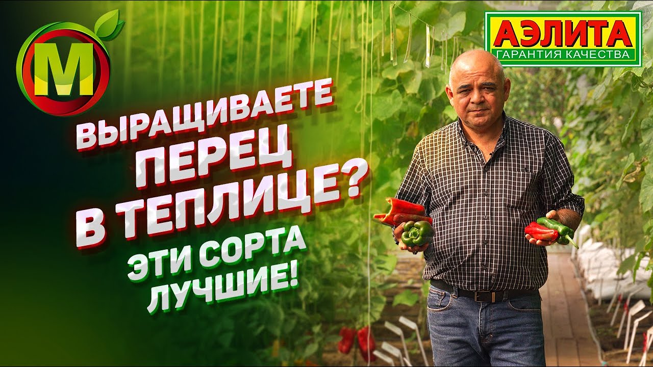 ЭКСКУРСИЯ ПО ТЕПЛИЦЕ – Сорта и Гибриды Перца Сладкого