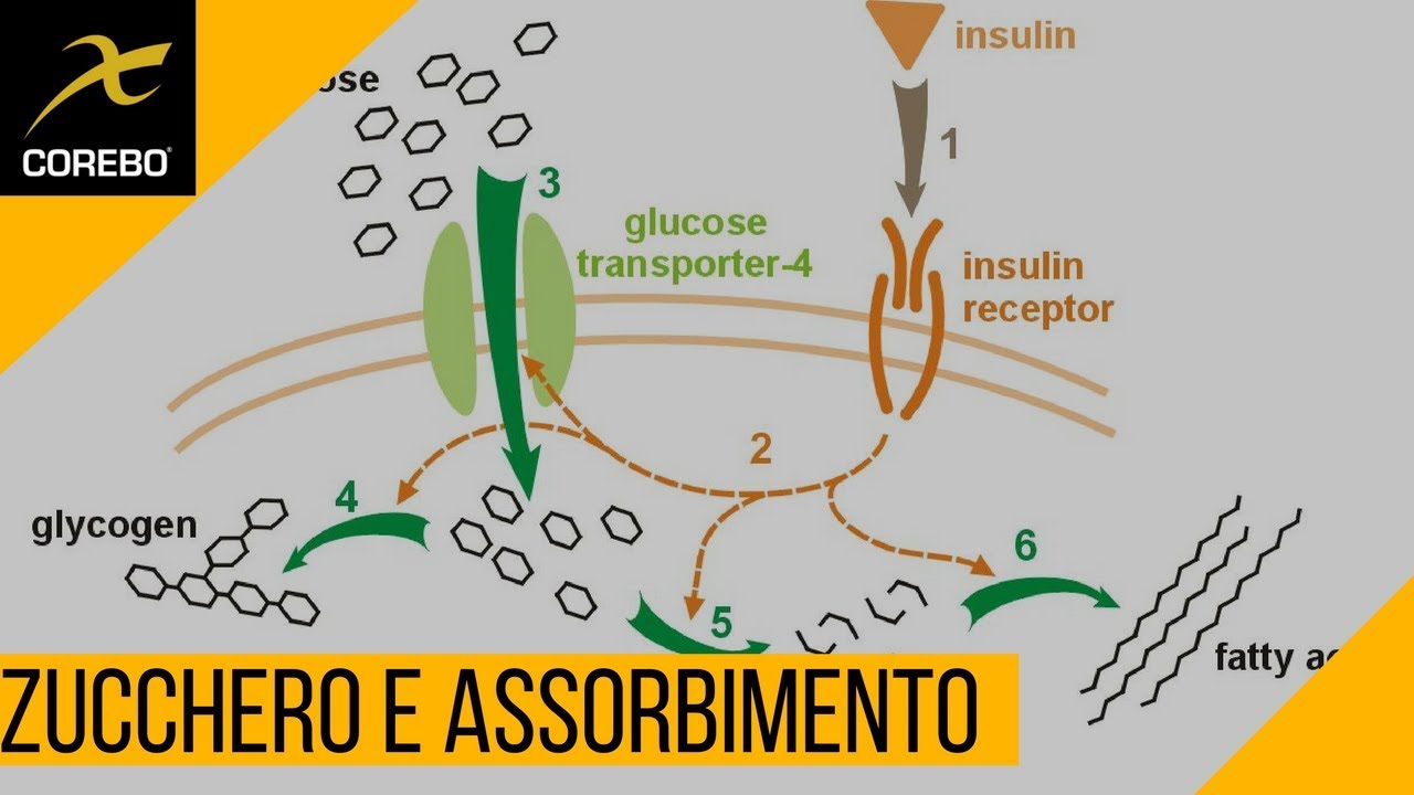 Assorbimento dello zucchero: Le basi