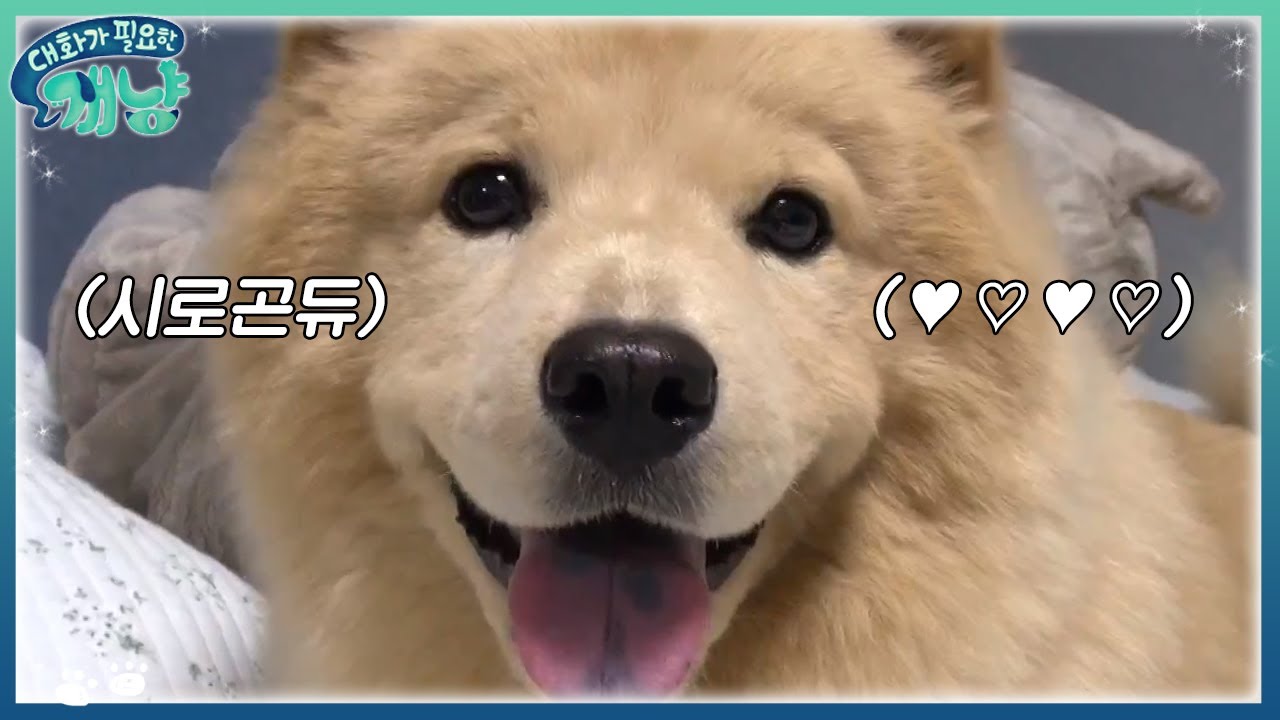 자기가 공주라고 생각하는 경리네 강아지 시로 | #대화가필요한개냥 EP4 #04