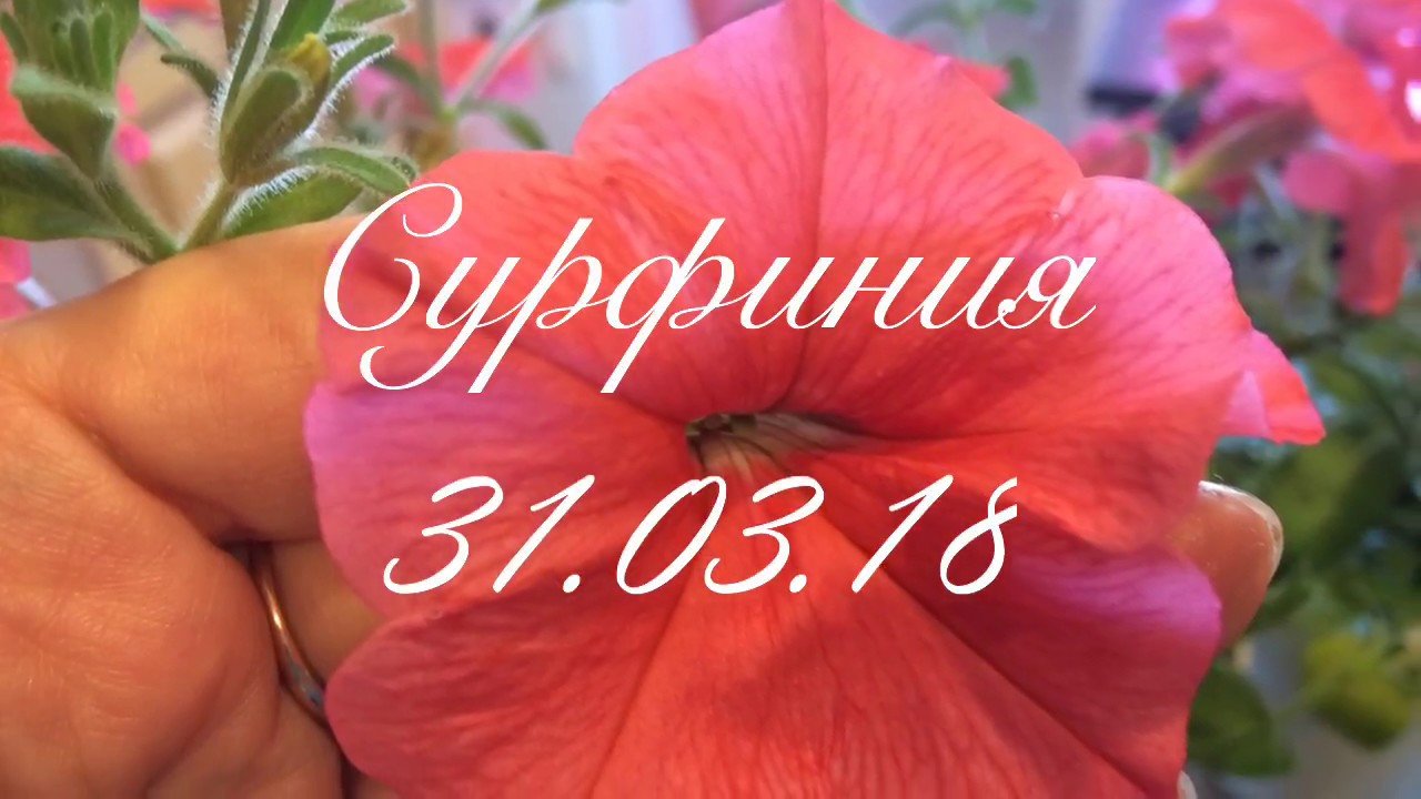 Сурфиния 31.03.18 Черенкование сурфинии из семян