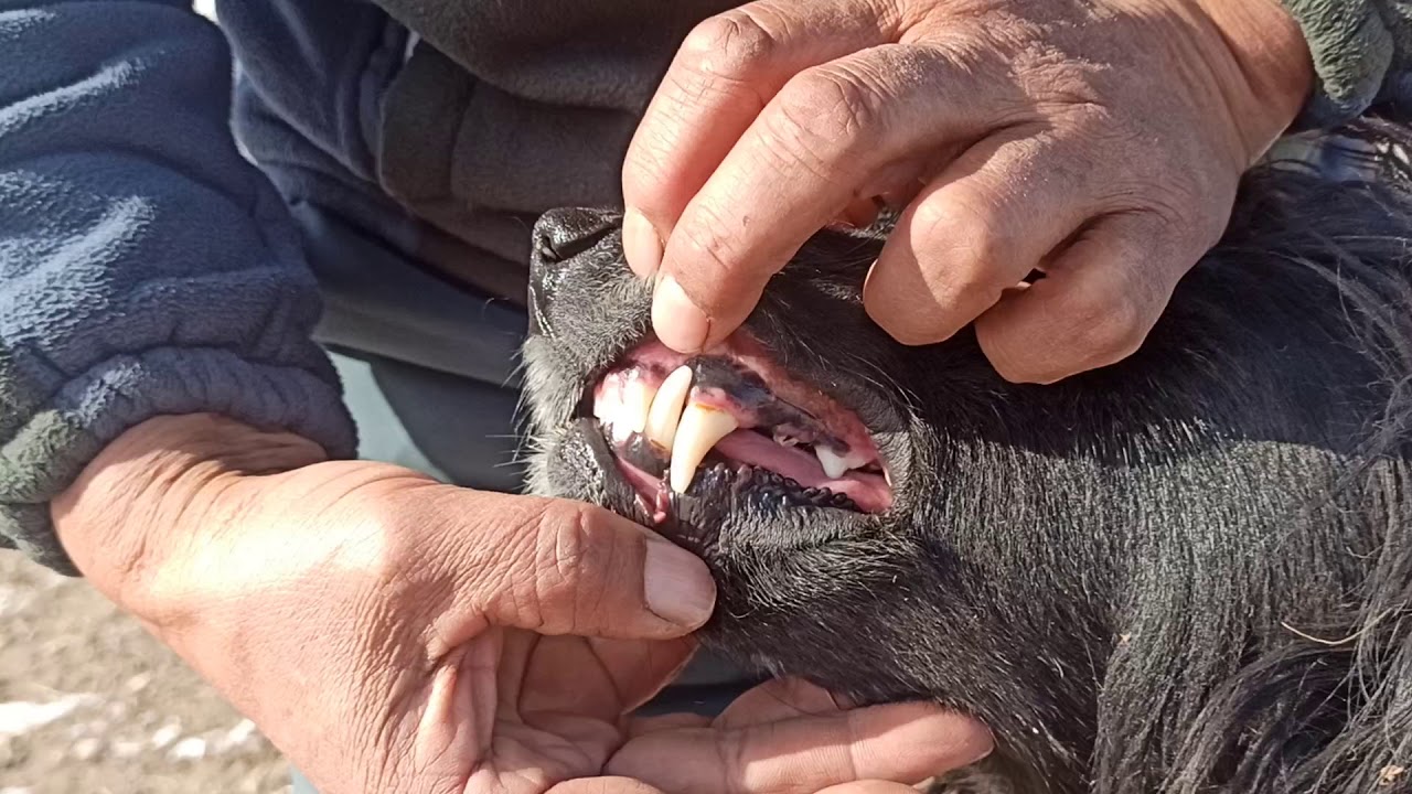 Нарын району орнок айлы Кыргыз Тайганы таптаган Омуралиев Мурат Атанын Кыргыз Тайганы