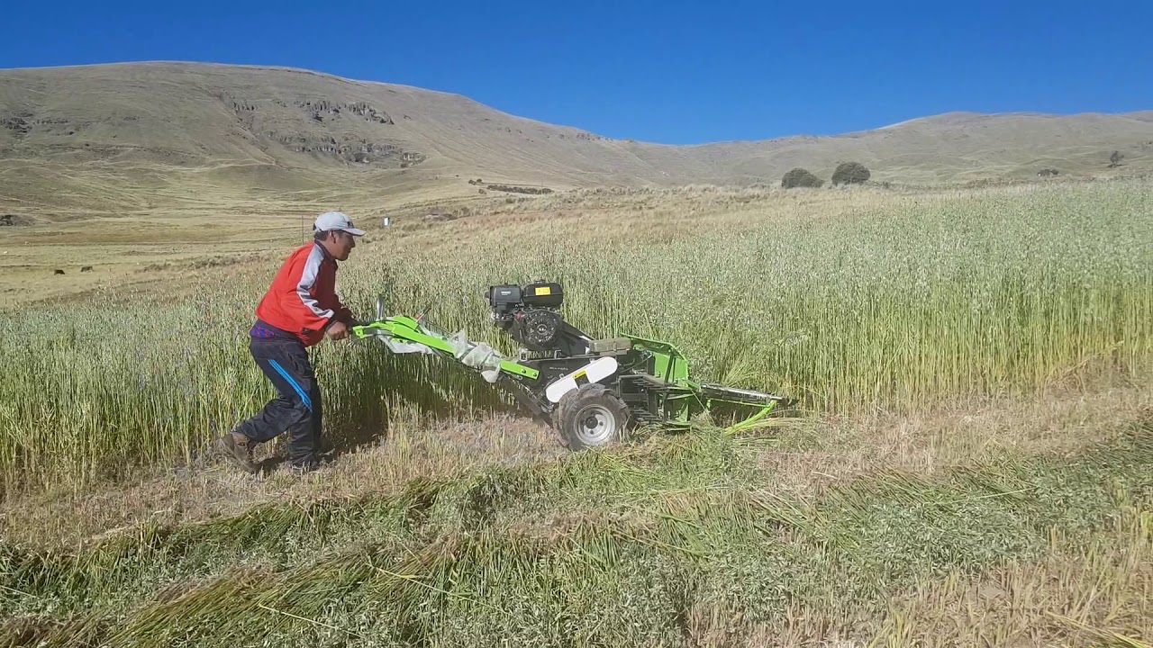 SEGADORA CORTADORA AGRI AVENA FORRAJE 1