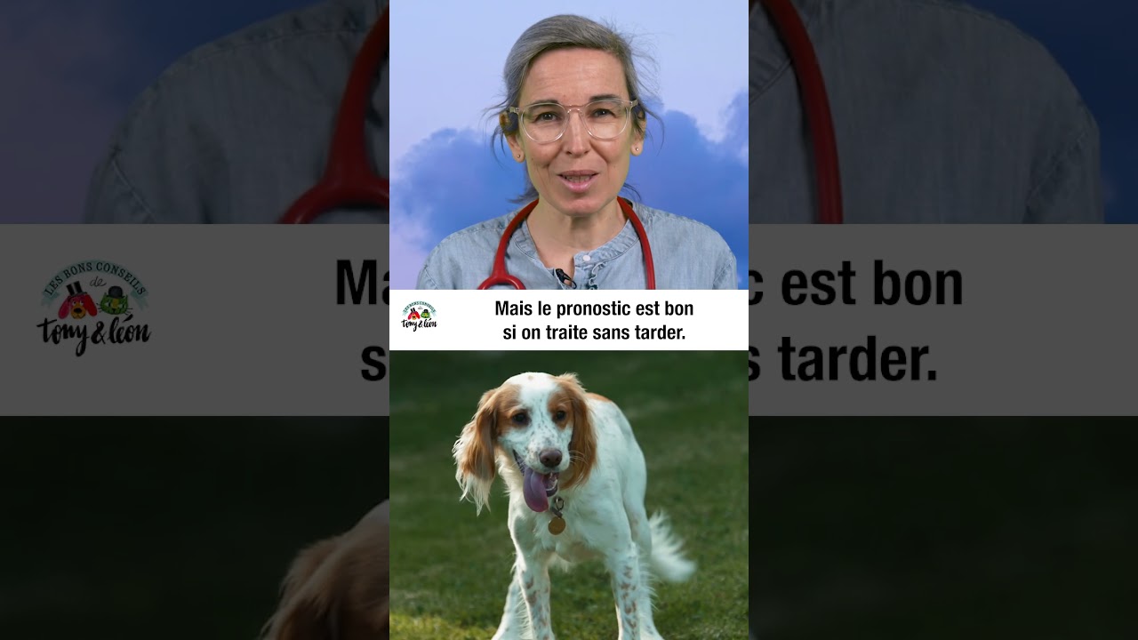 Parvovirose du chien - Episode n°2 #chien #parvovirose #virus