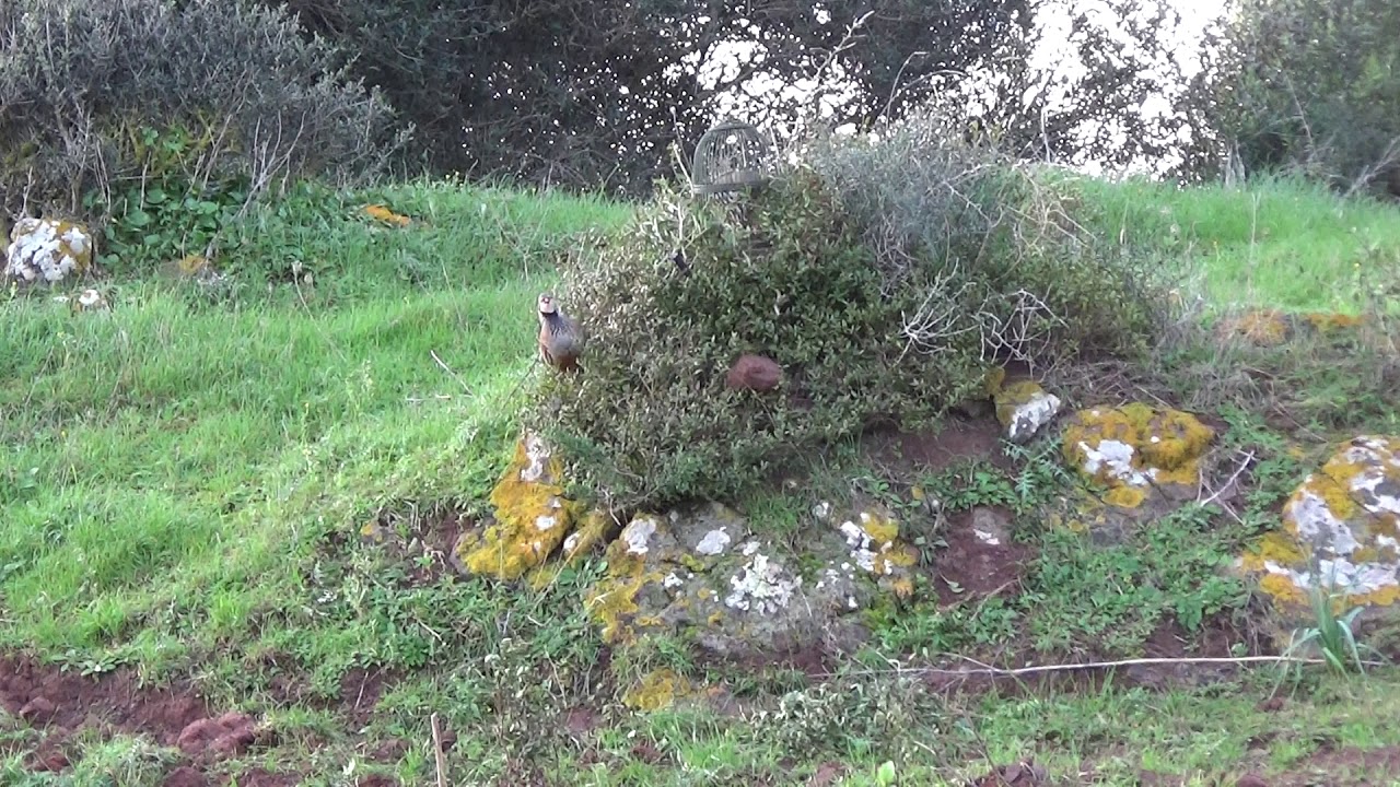 GARROVER - UNA COLLERA 1ªPARTE 13/01/2019