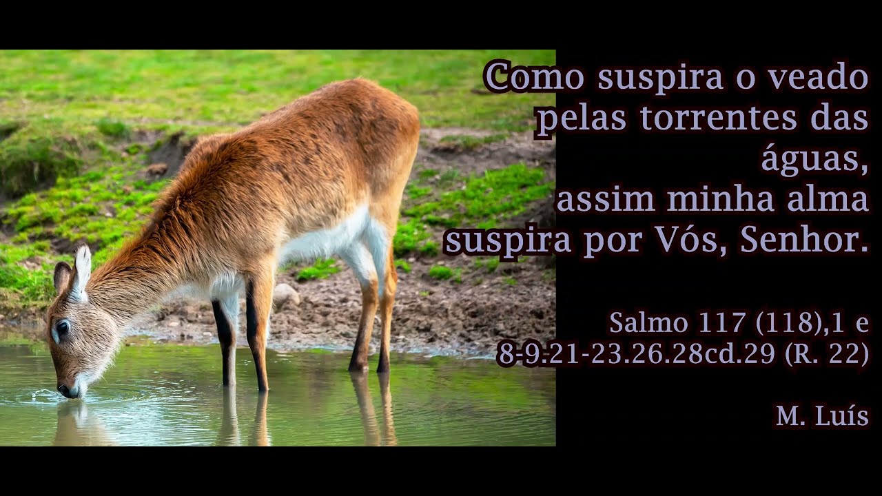 Como suspira o veado pelas torrentes das águas, assim minha alma suspira por vós Senhor - M. Luís