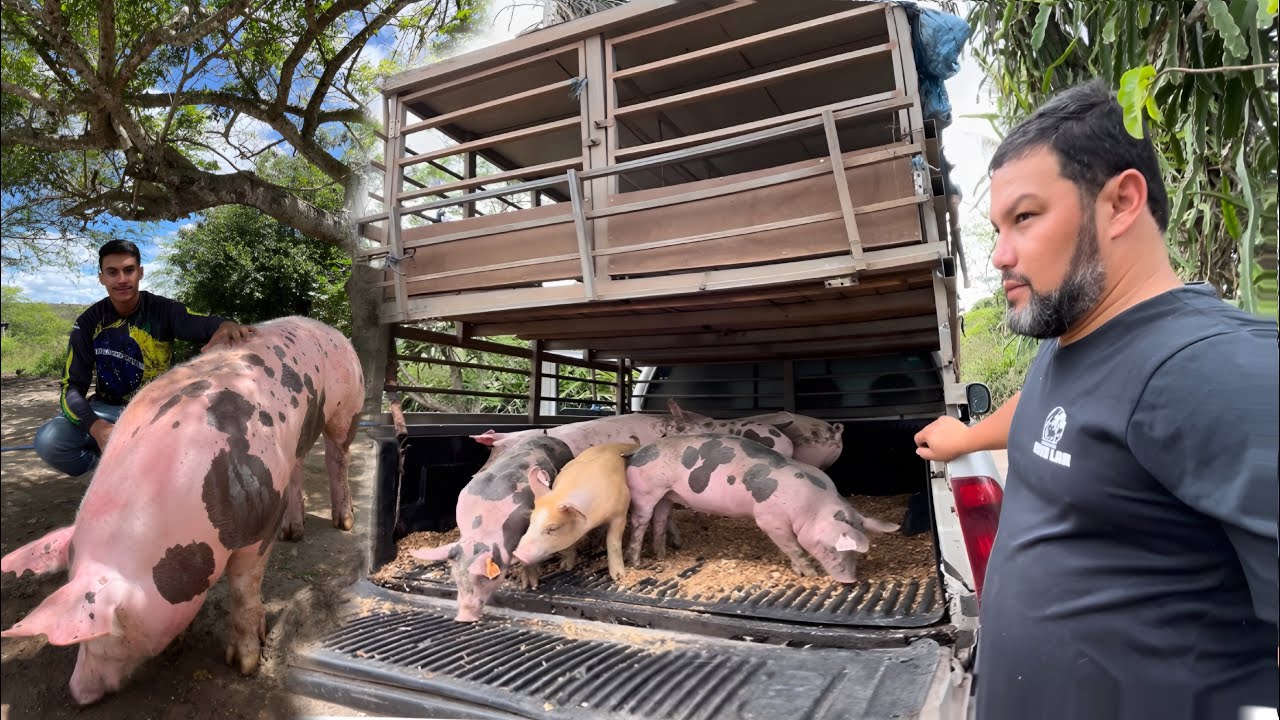 COMO FOI A ROTINA DA GRANJA  ESSES DIAS + ENTREGAS ALAGOAS E PARAÍBA