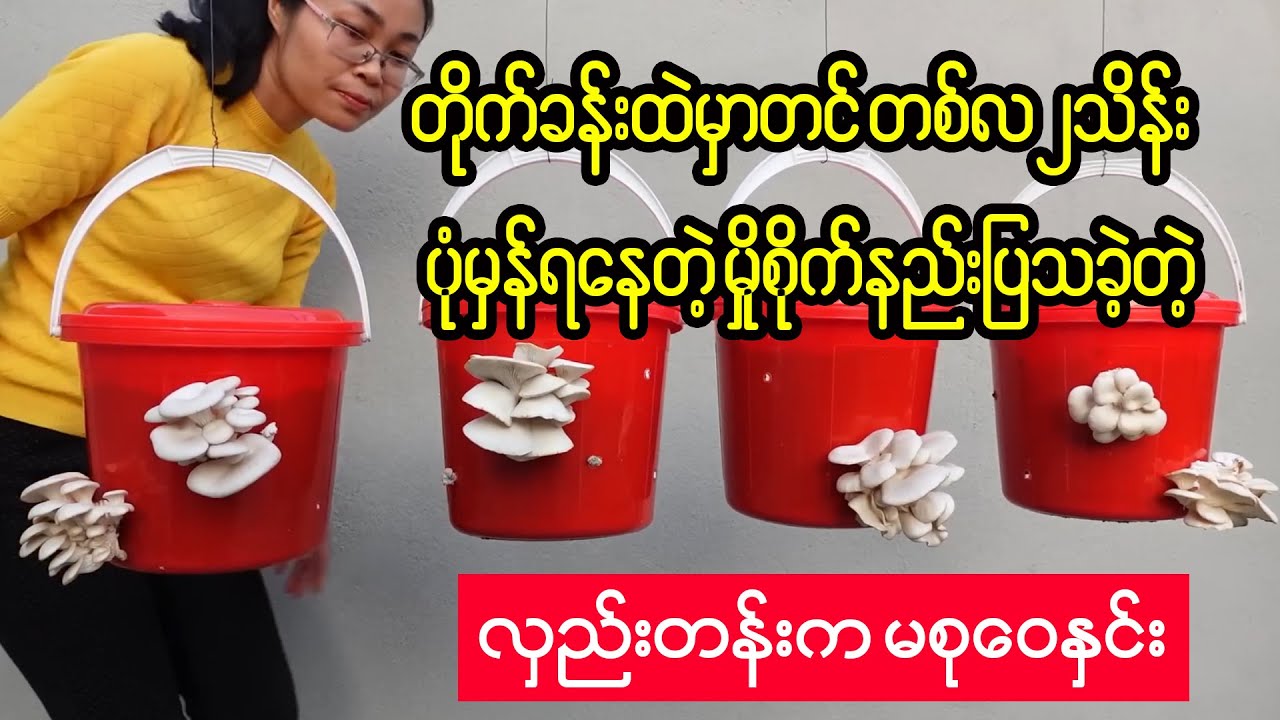 တိုက်ခန်းထဲမှာတင် တစ်လ၂သိန်းပုံမှန်ရနေတဲ့ မှိုစိုက်နည်း