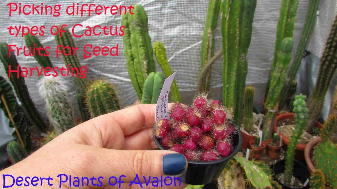 Picking different types of Cactus Fruits for Seed Harvesting #cactus #cacti
