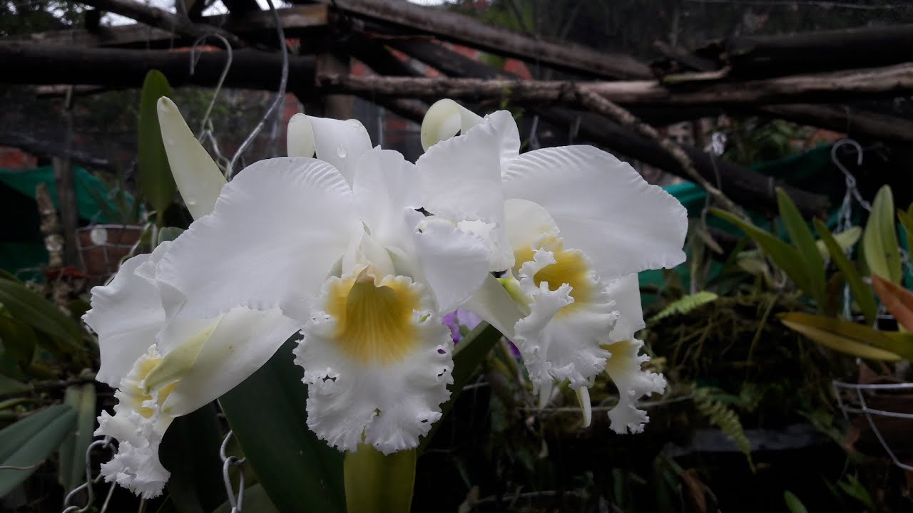 CATTLEYA MENDELII ALBA /  white Orchids 