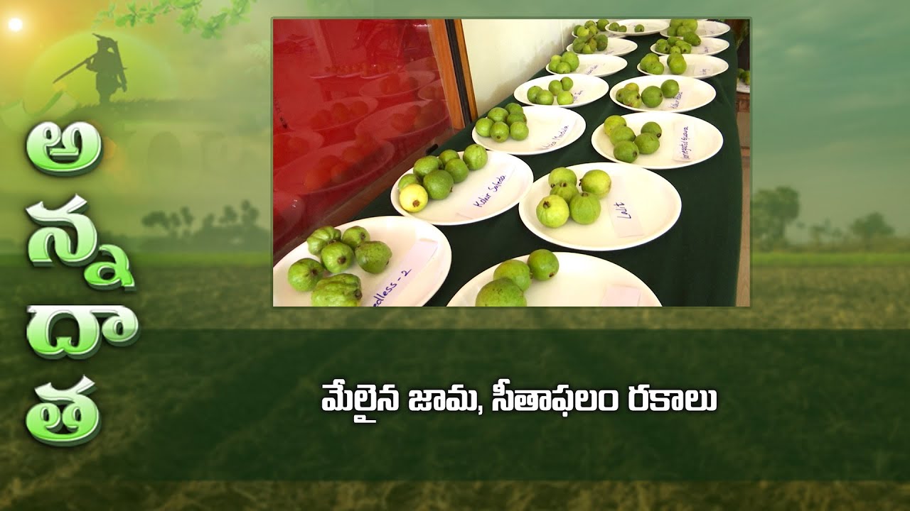 Best Guava & Seetaphal varieties at Sangareddy fruit research station | ETV