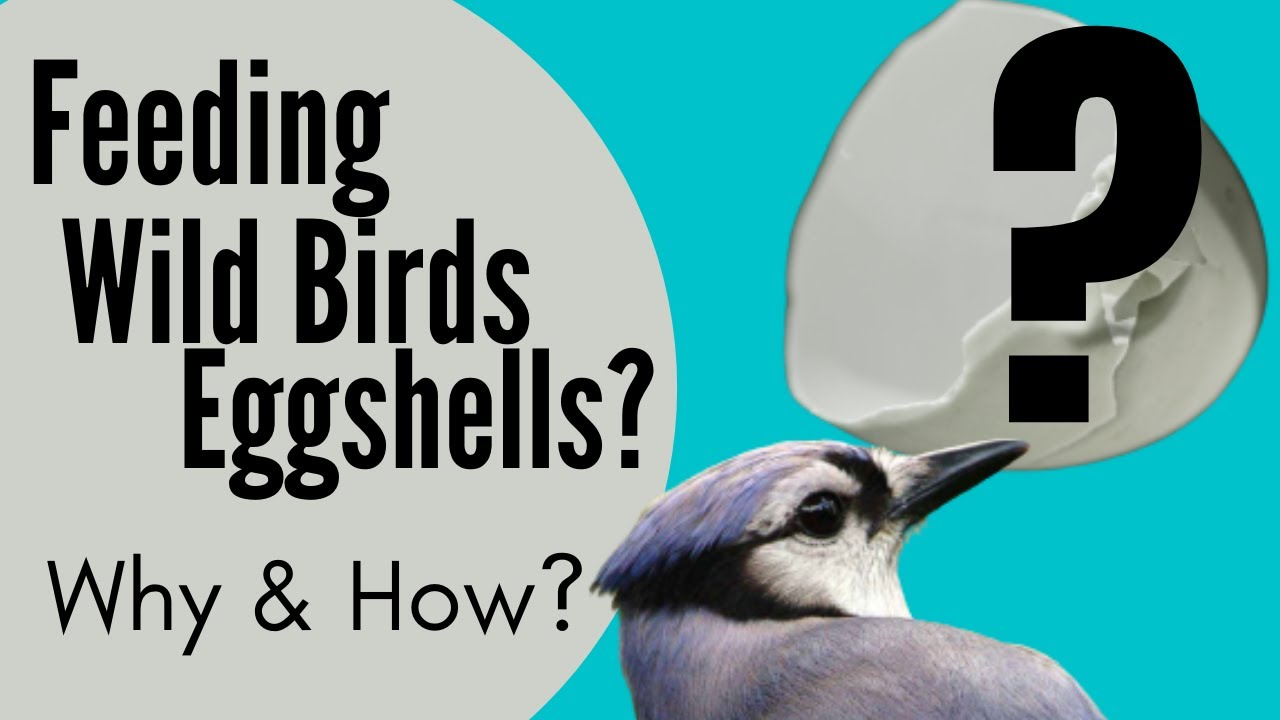 Feeding Wild Birds Chicken Eggshells