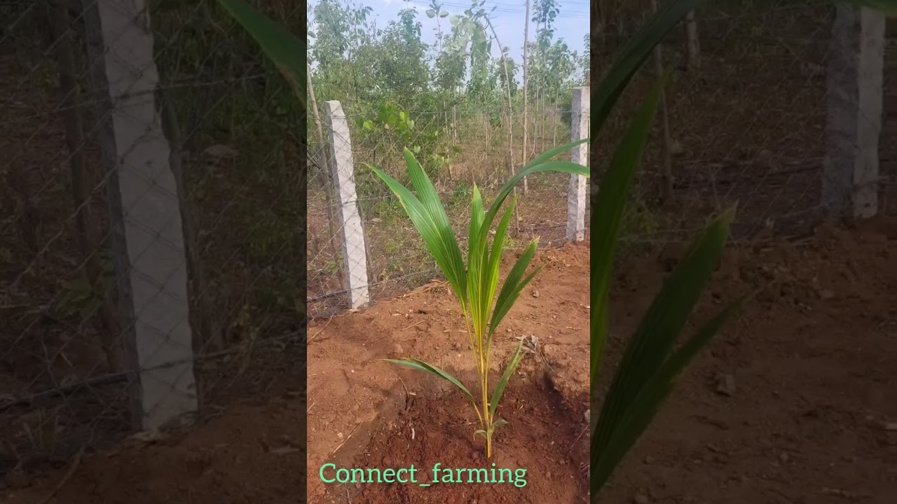 coconut 🥥🌴 plantation