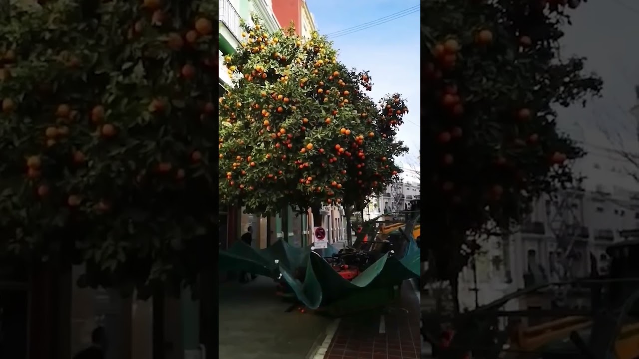 Le moyen le plus rapide pour r&eacute;colter les oranges des arbres 😮 #short