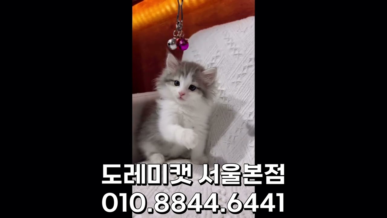 #하남고양이분양 산책하는 #똑똑한고양이 #노르웨이숲 #도레미캣 왕자님 :)