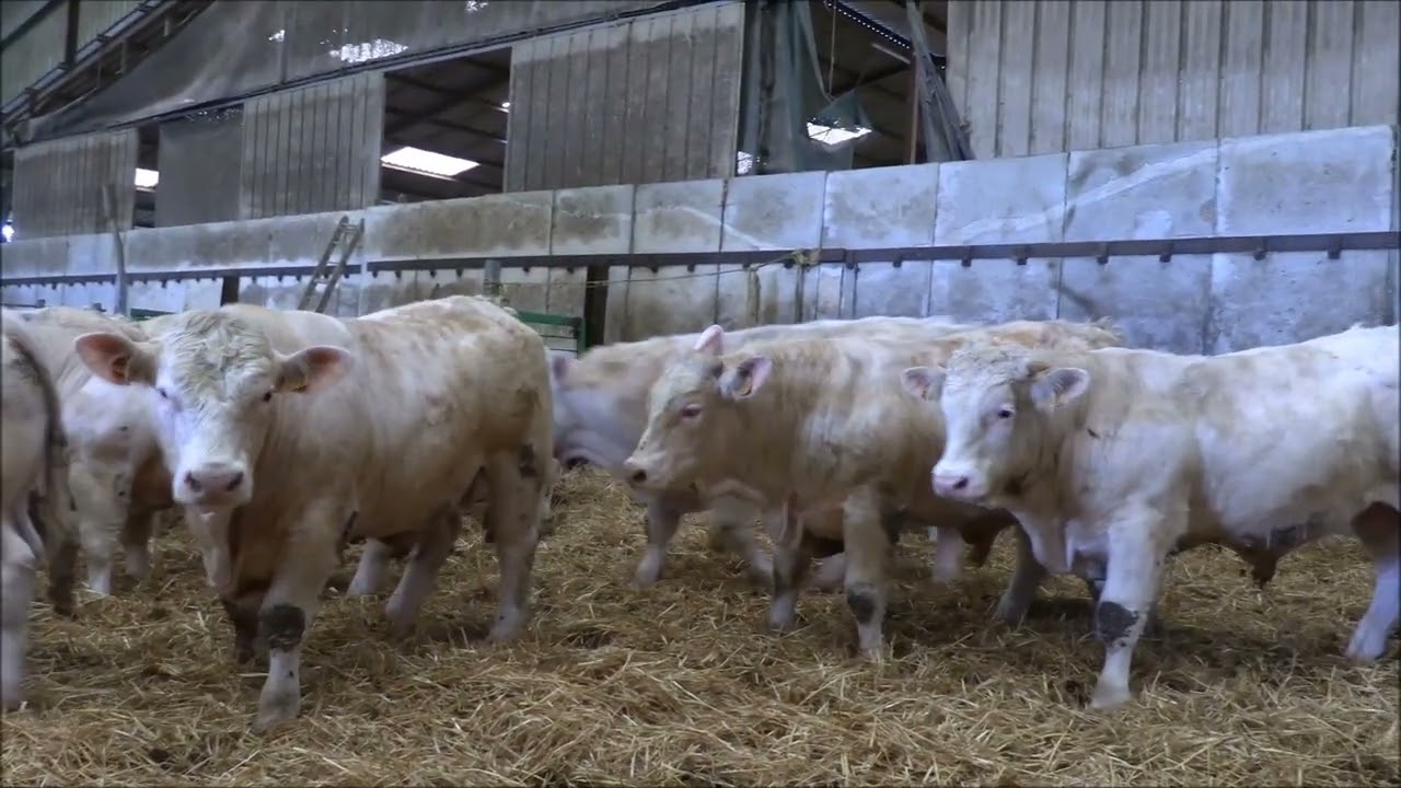 Vente vidéo 31 broutards CORBIGNY mardi 02 04 24