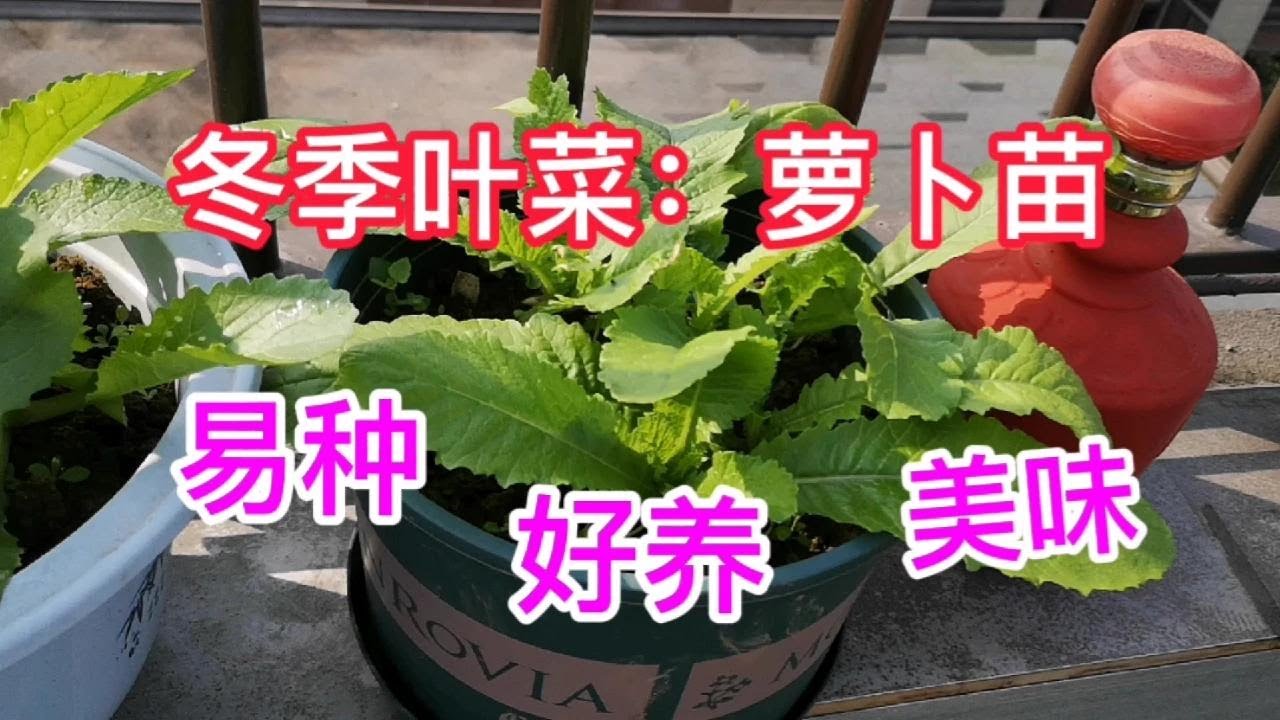 萝卜苗种植经验：7天采收，连吃5个月，适合阳台盆栽小菜园