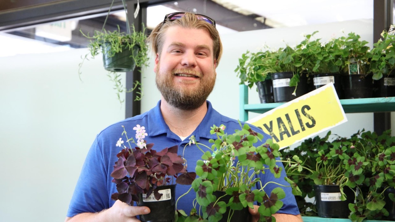 Rockin' Shamrock Plants ☘️