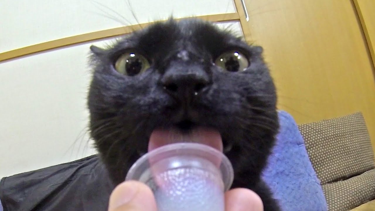 ペロペロ動画 Kuro loves jelly for insect / 虫用ゼリーを気に入ったクロさん 20170818 cat dog コーギー 犬 Goro ゴローさん lick