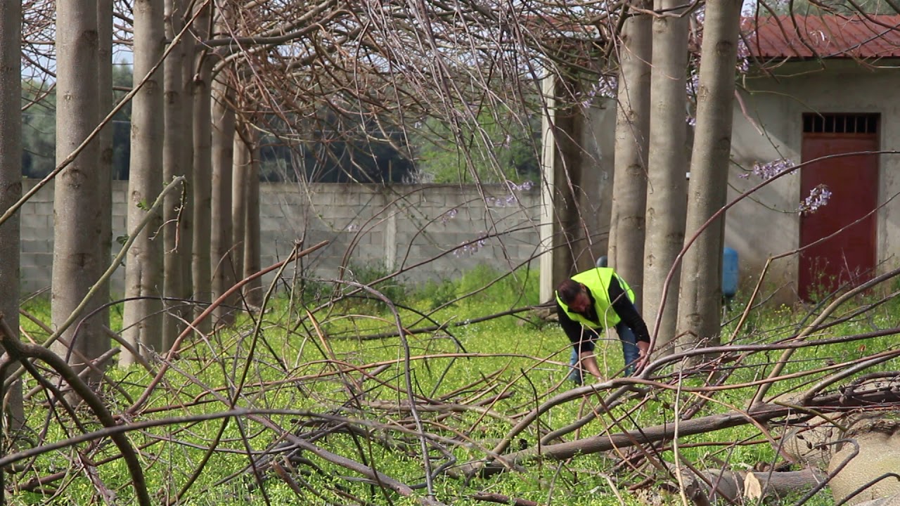 Taierea la maturitate a copacilor paulownia Cotevisa 2 in 2018!