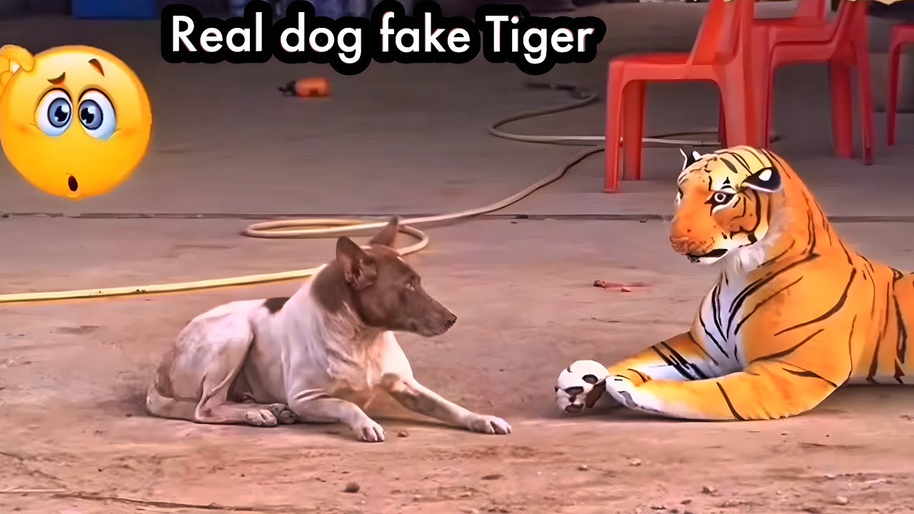 dog scared of fake tiger 🐯 | prank on dog with tiger | tiger and dog viral video