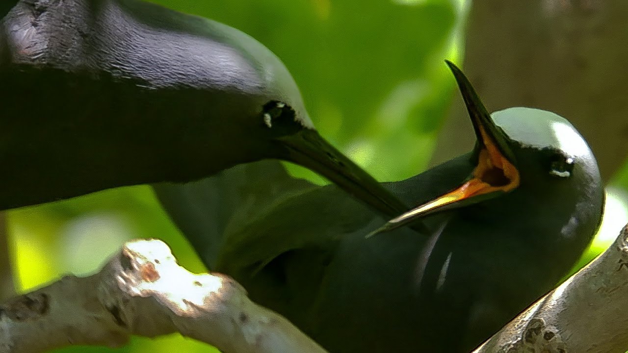 Noddy Birds' Courtship Rituals | BBC Earth
