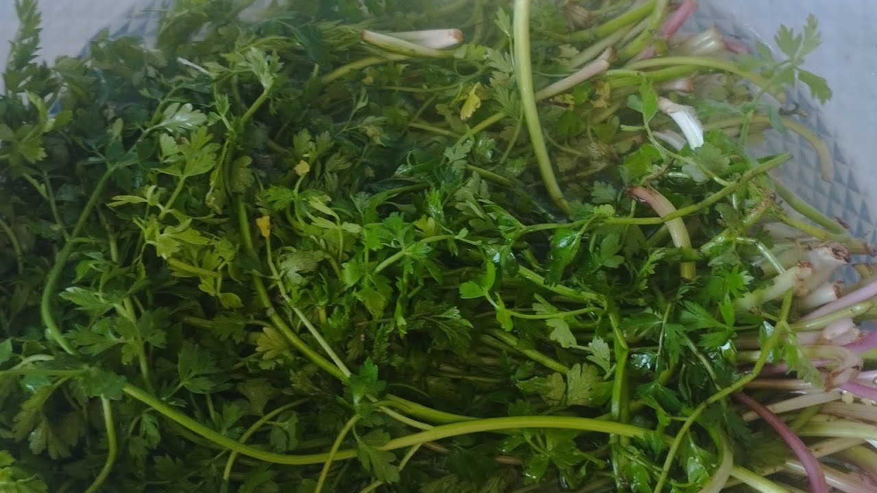 Kazayağı Otu 💚 Yabani Şifalı Otlar 👌🏻Yenilen Yabani Otlar 