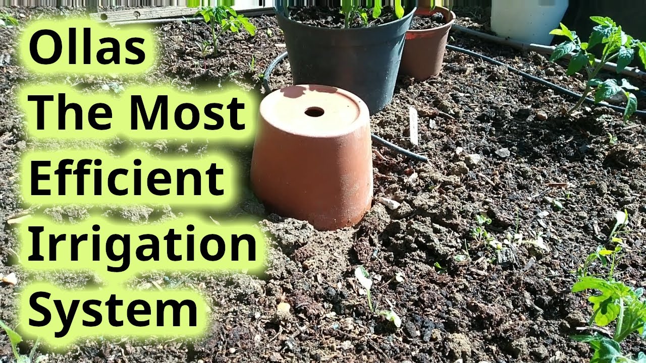 Ollas - The most efficient irrigation system in the world (How to make)
