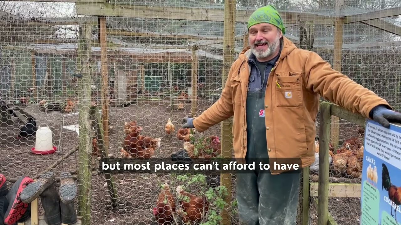 How we're managing avian flu at Oxford City Farm
