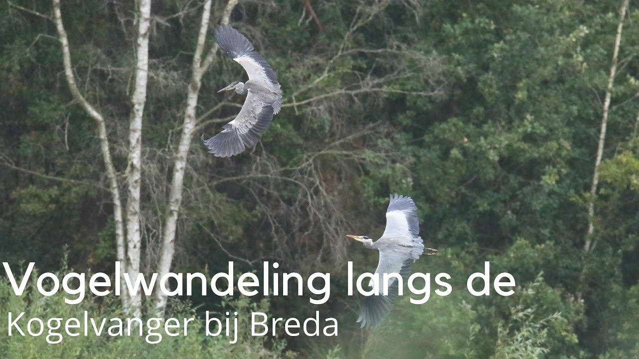 Vogelwandeling door het Mastbos bij Breda met o.a. havik en ijsvogel #1638