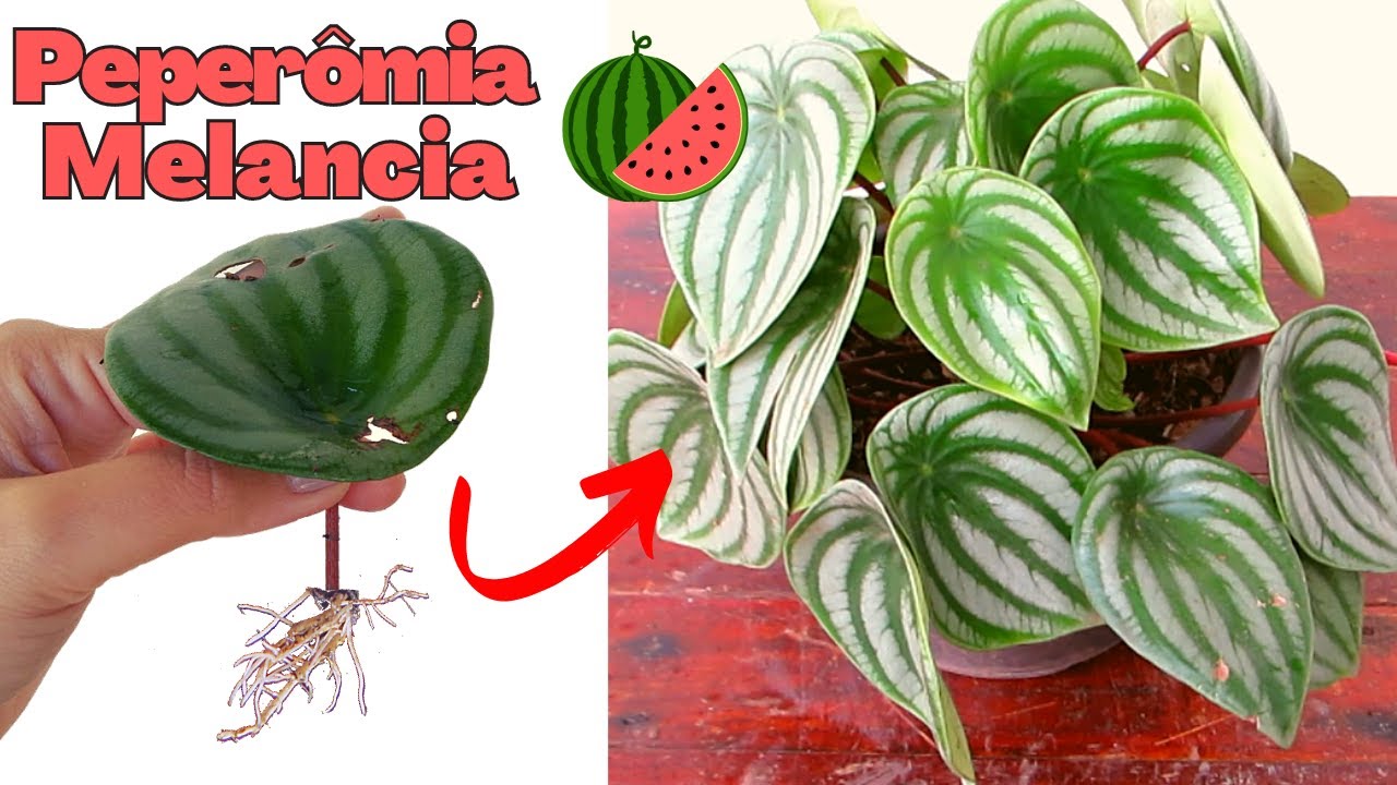PEPEROMIA MELANCIA: como plantar, cuidar, adubar, regar  | Guia completo | Peperômia muda por folha