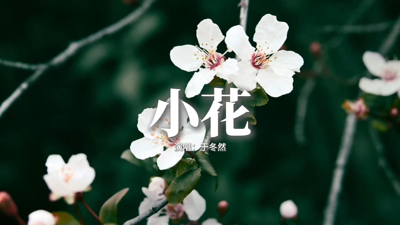 于冬然 - 小花『有一種花 小小的花 開滿山崖，星星點點 燦若雲霞，它不會怕 風吹雨打悄悄發芽，下個春天一定會好啊。』【動態歌詞MV】