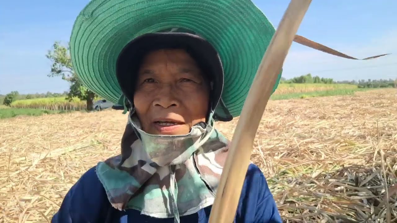(ep215ตัดอ้อย)ตัดอ้อยรับจ้างวันที่สิบสี่ มีความสุขในการทำงาน(คำพันธุ์ ตุลากัน)