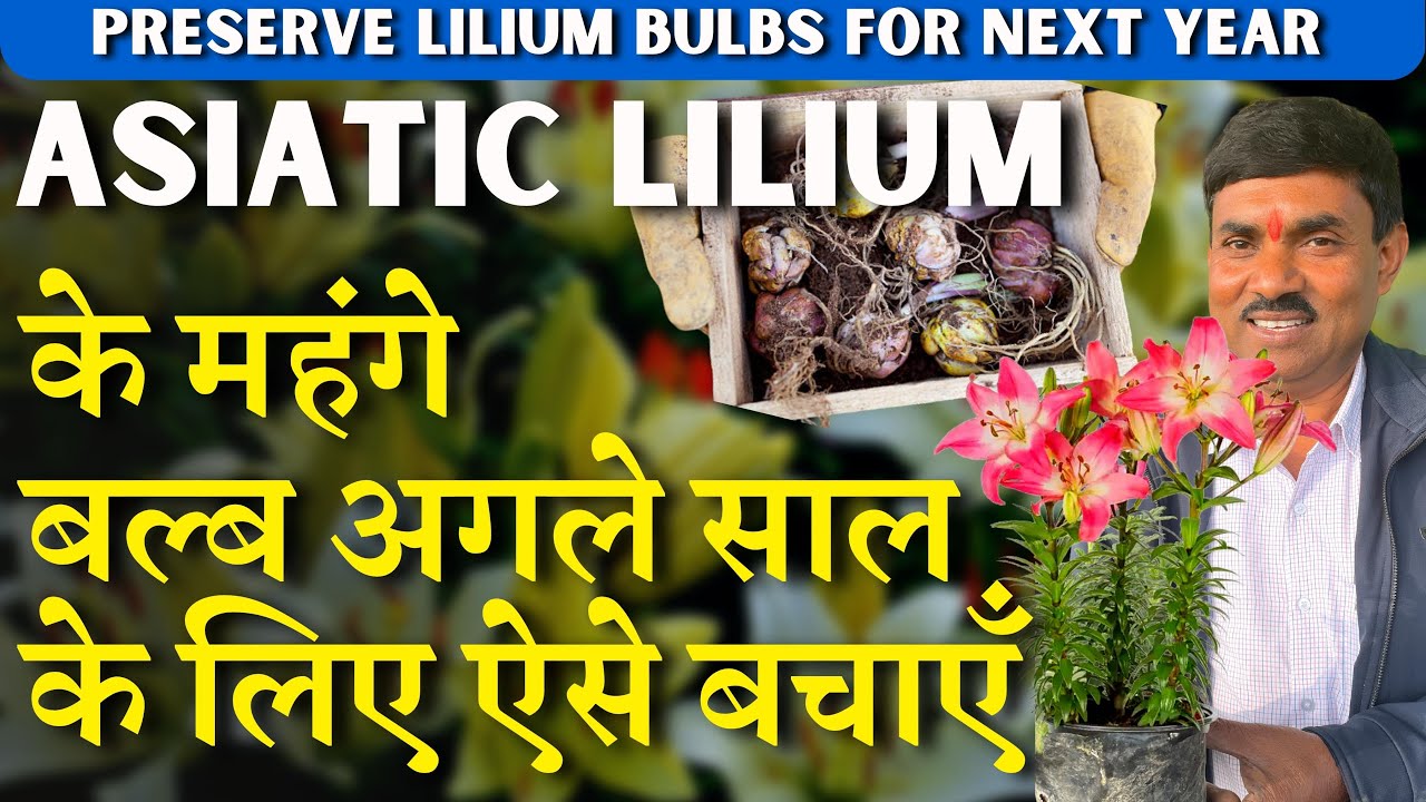 ASIATIC LILIUM के महंगे बल्ब अगले साल के लिए ऐसे बचाएँ || Trick to Save Lilium Bulbs for Next Year