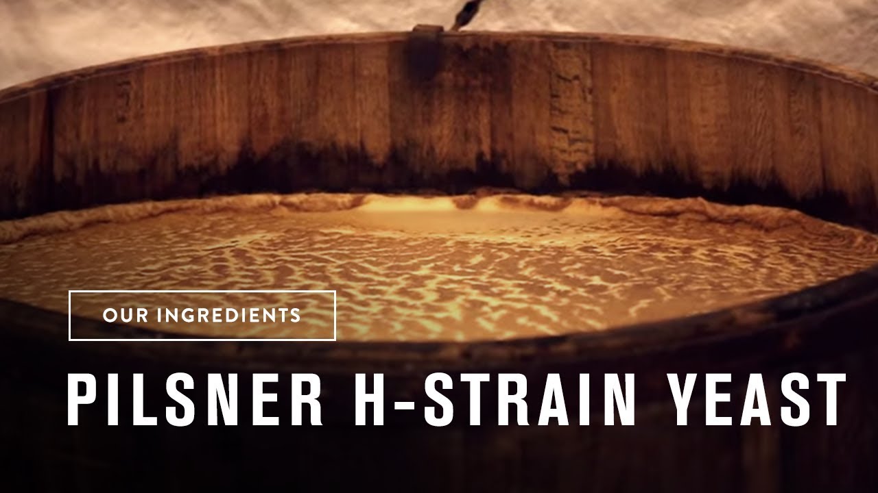 Pilsner Urquell's Yeast: In 30 Seconds