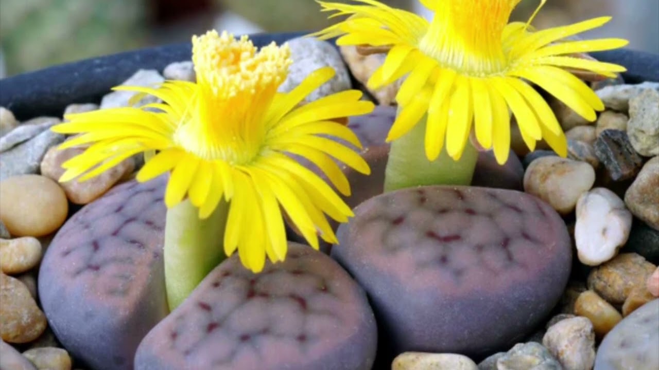 Caring for Peyote, Lithops, Cheiridopsis, Venus Fly Traps, Bunny Ears, Split Rocks, Tiger Jaws...