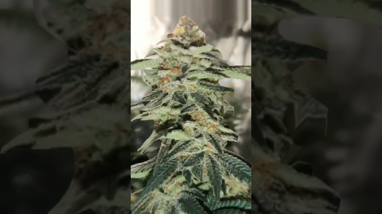 hulkberry royal queenseeds