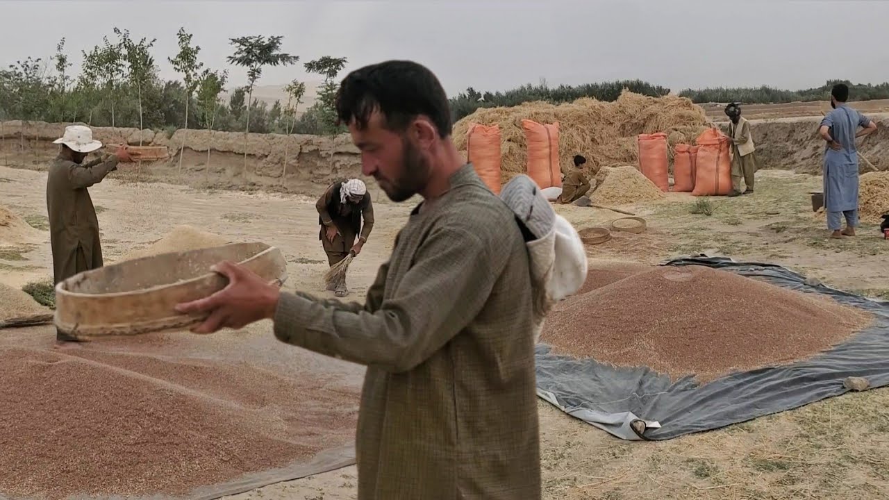 آغاز برداشت زغیر در دهکده بیشکند و دیدار با دهاقین || The beginning of Zaghir harvest in our village