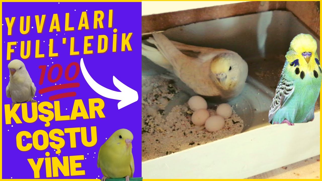 EVDE MUHABBET KUŞU ÜRETİMİ | YUVALAR DOLDU | KUŞLAR COŞTU | YAVRULAR ÇOK GÜZEL