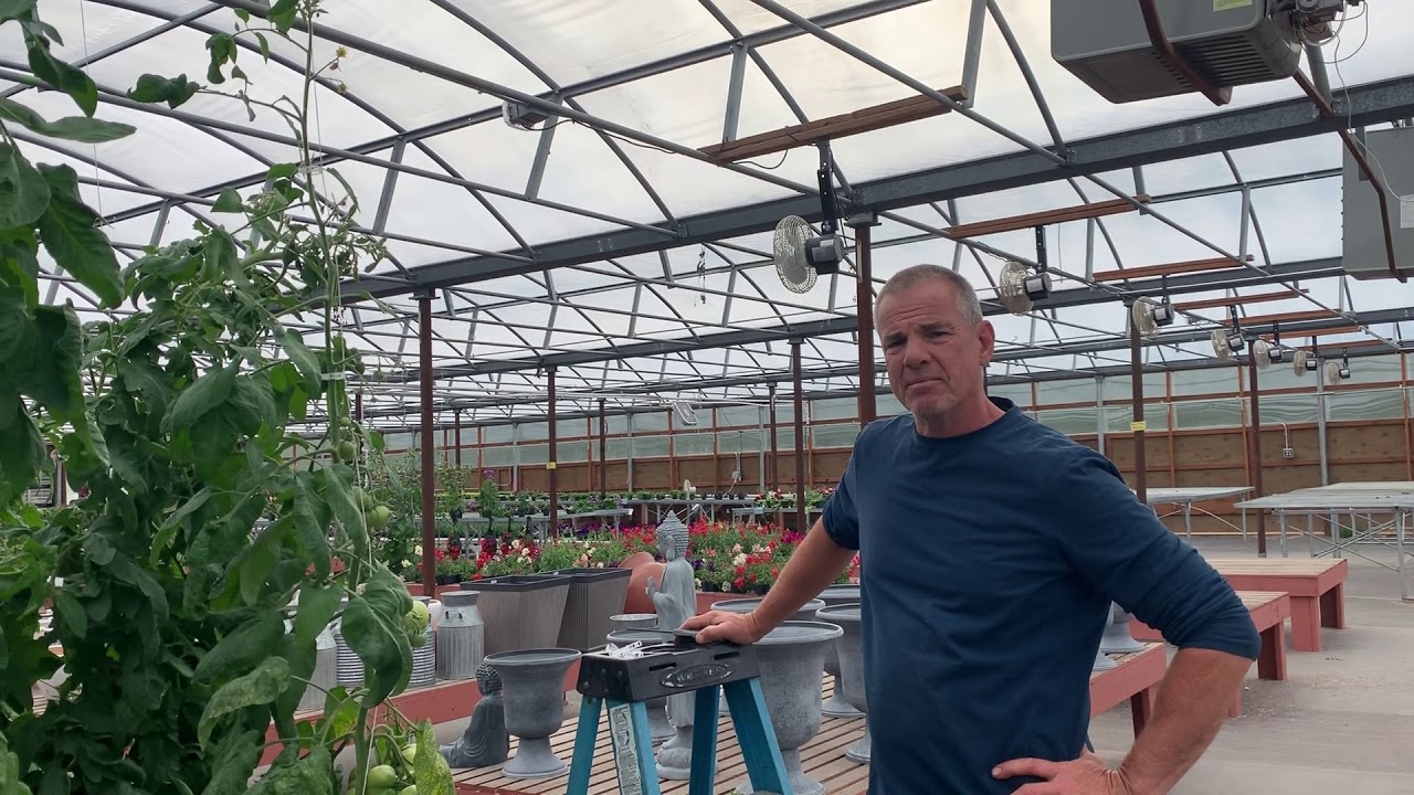 Lowering your tomato plants