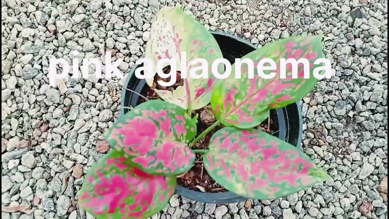 Indoor plants Names . എല്ലാവരും അറിഞ്ഞിരിക്കേണ്ട ചെടികളുടെ പേരുകൾ.