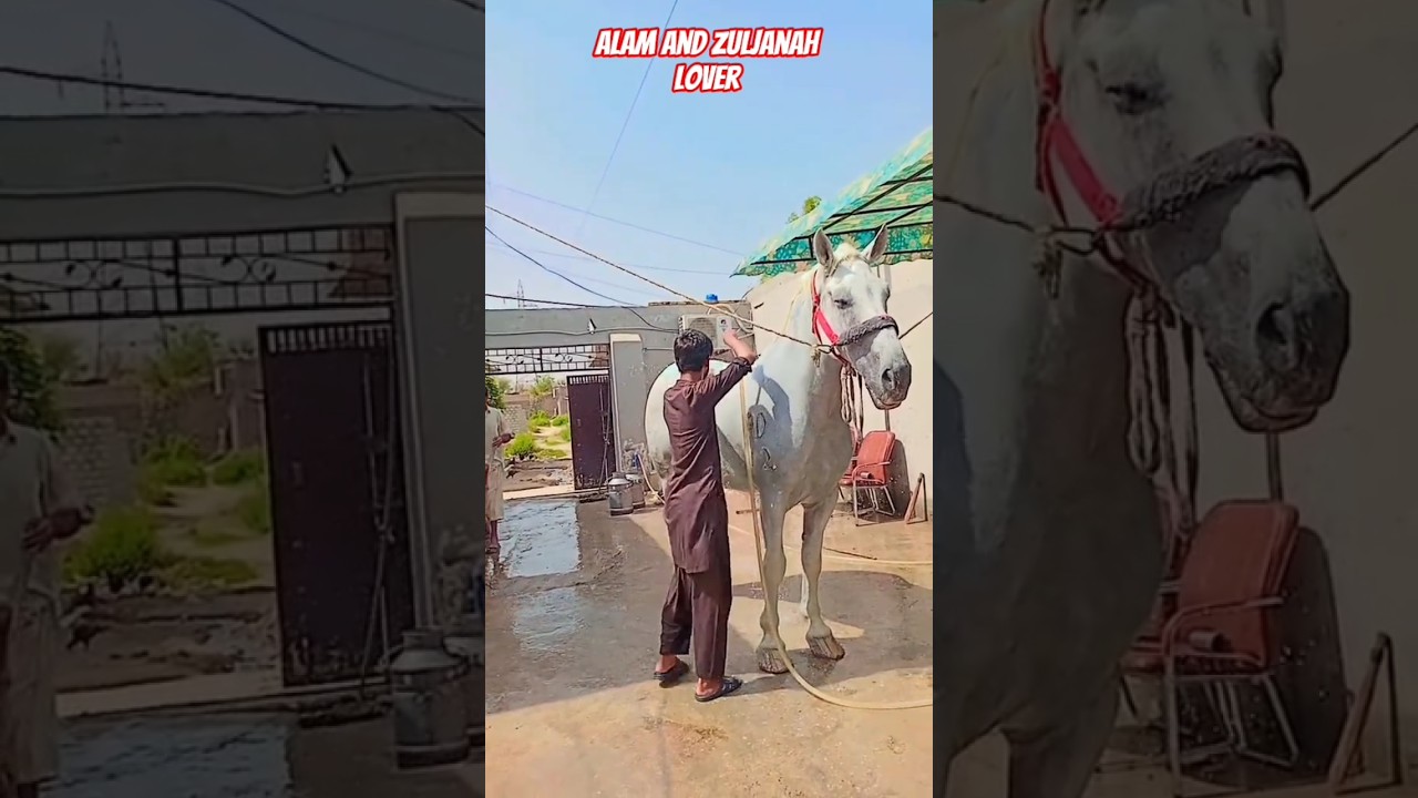 Zuljanah Tajali Badshah Wahcantt #zuljinahbadshah