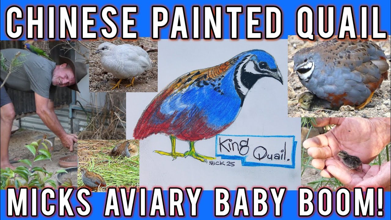 King Quail (Chinese Painted Quail): Micks keeping and breeding info.