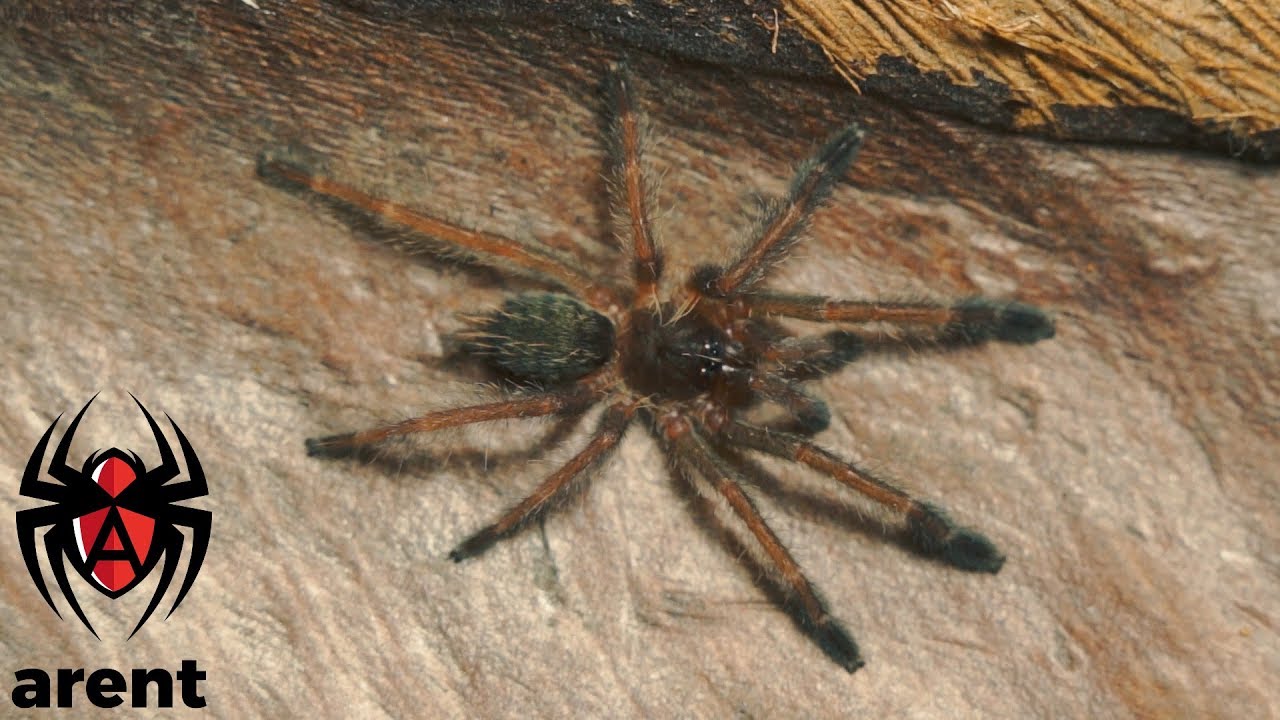 Oszalałem!! Nowe ptaszniki od Arent.pl!!  KONKURS